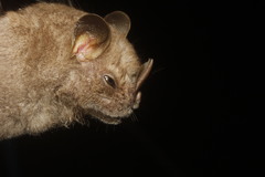 Chiroderma villosum