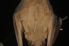 Chiroderma villosum