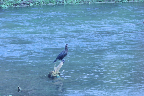 Little Cormorant