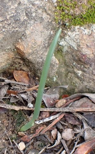 Rat-tail Squill (Drimia anomala)