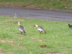 Theristicus caudatus