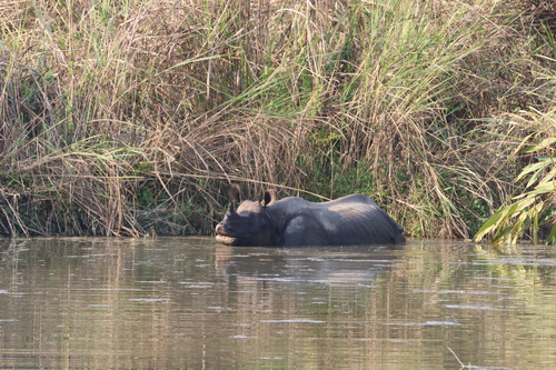 Indian Rhinoceros