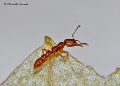 Stigmatomma denticulatum