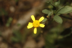 Acmella filipes