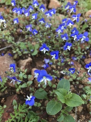 Veronica syriaca