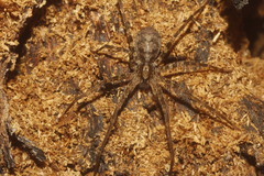 Acanthoctenus