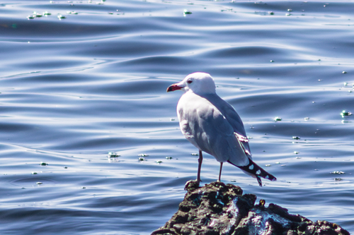 Avistamiento Gaviota de Audouin