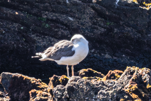 Avistamiento Gaviota Dorsinegra Menor