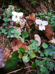 Viola alba
