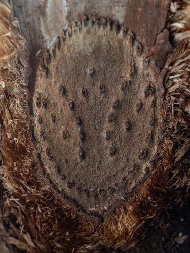 Sphaeropteris mertensiana observed 2026-02-15