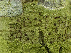 Pyrrhospora quernea