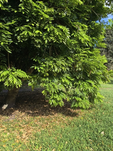 East African Mahogany (Khaya anthotheca)