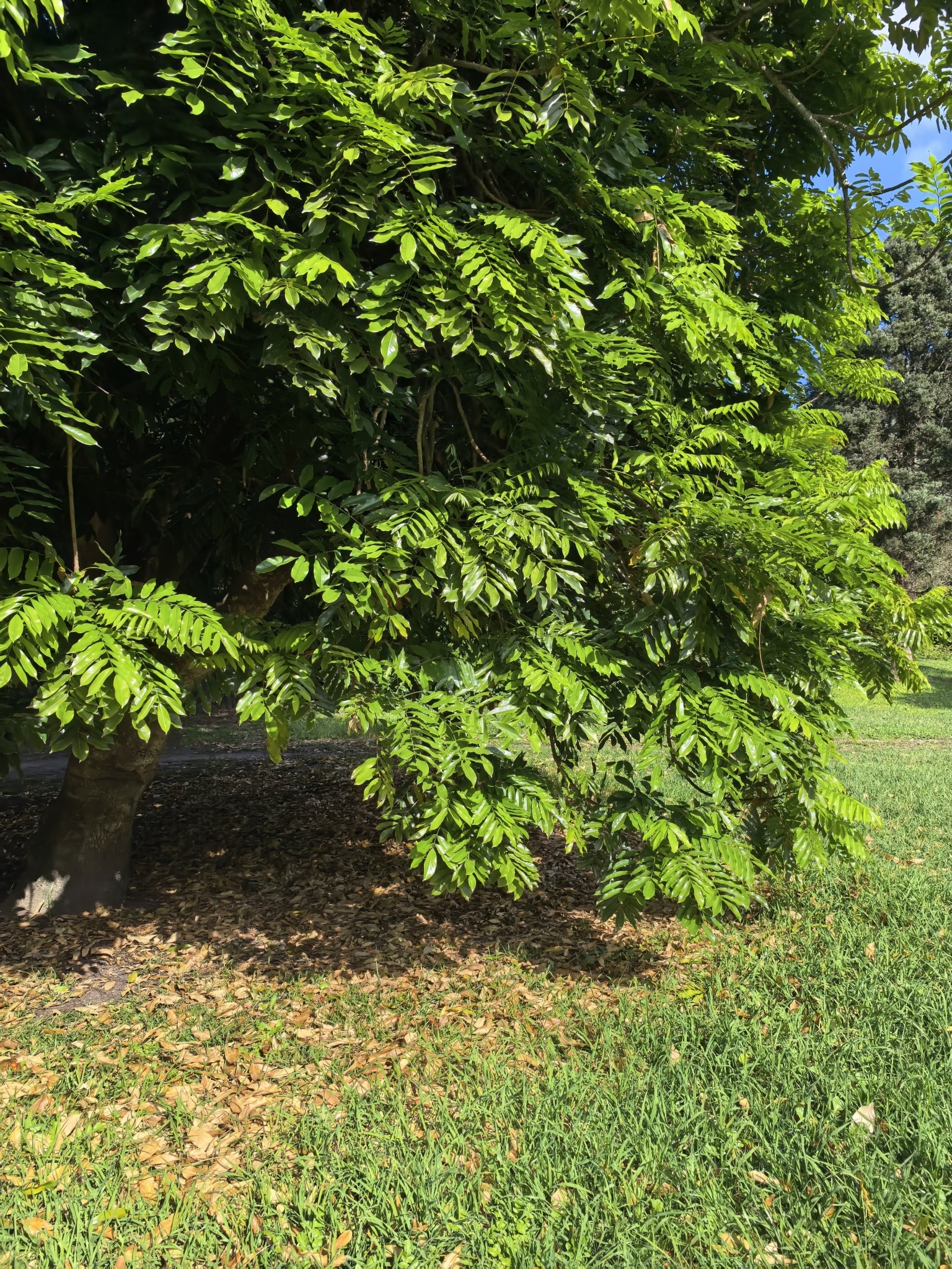 East African Mahogany (Khaya anthotheca)