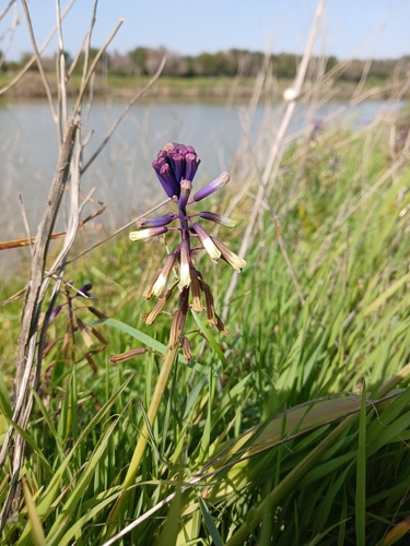 Bellevalia trifoliata, photograph 5