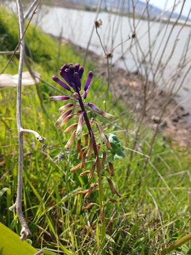 Bellevalia trifoliata, photograph 6