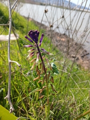 Bellevalia trifoliata, photograph (c) yelena_antipova, some rights reserved (CC BY)