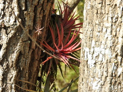 Tillandsia ionantha