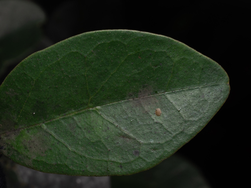 Distylium lepidotum iNat (3)