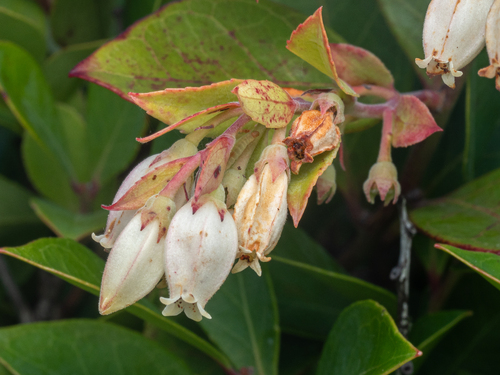 Vaccinium boninense iNat (3)