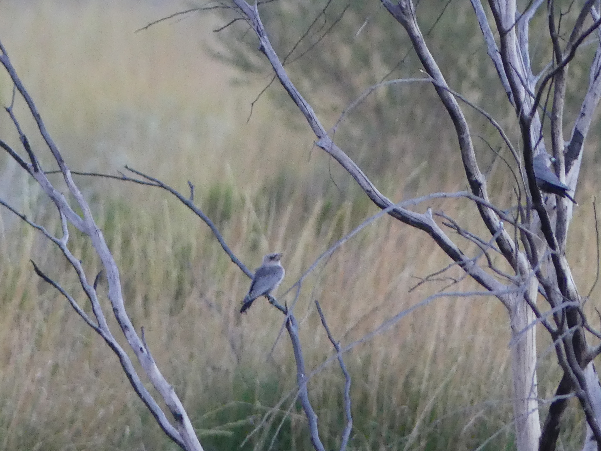Black-faced Woodswallow (Artamus cinereus), photo 2