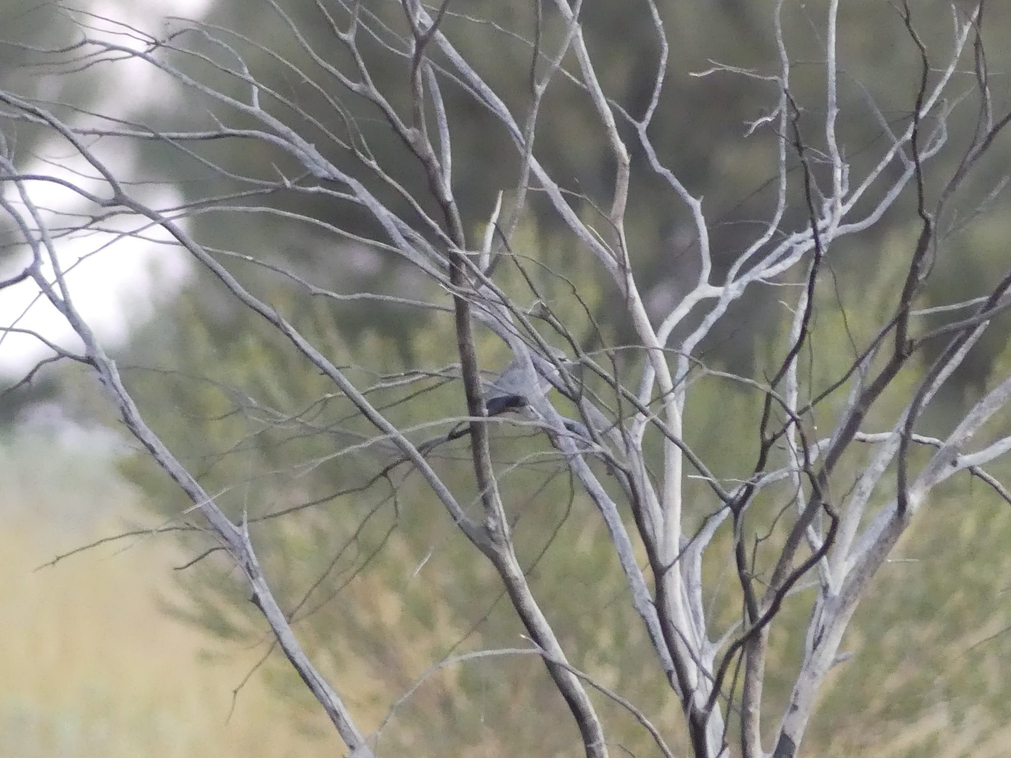 Black-faced Woodswallow (Artamus cinereus), photo 3