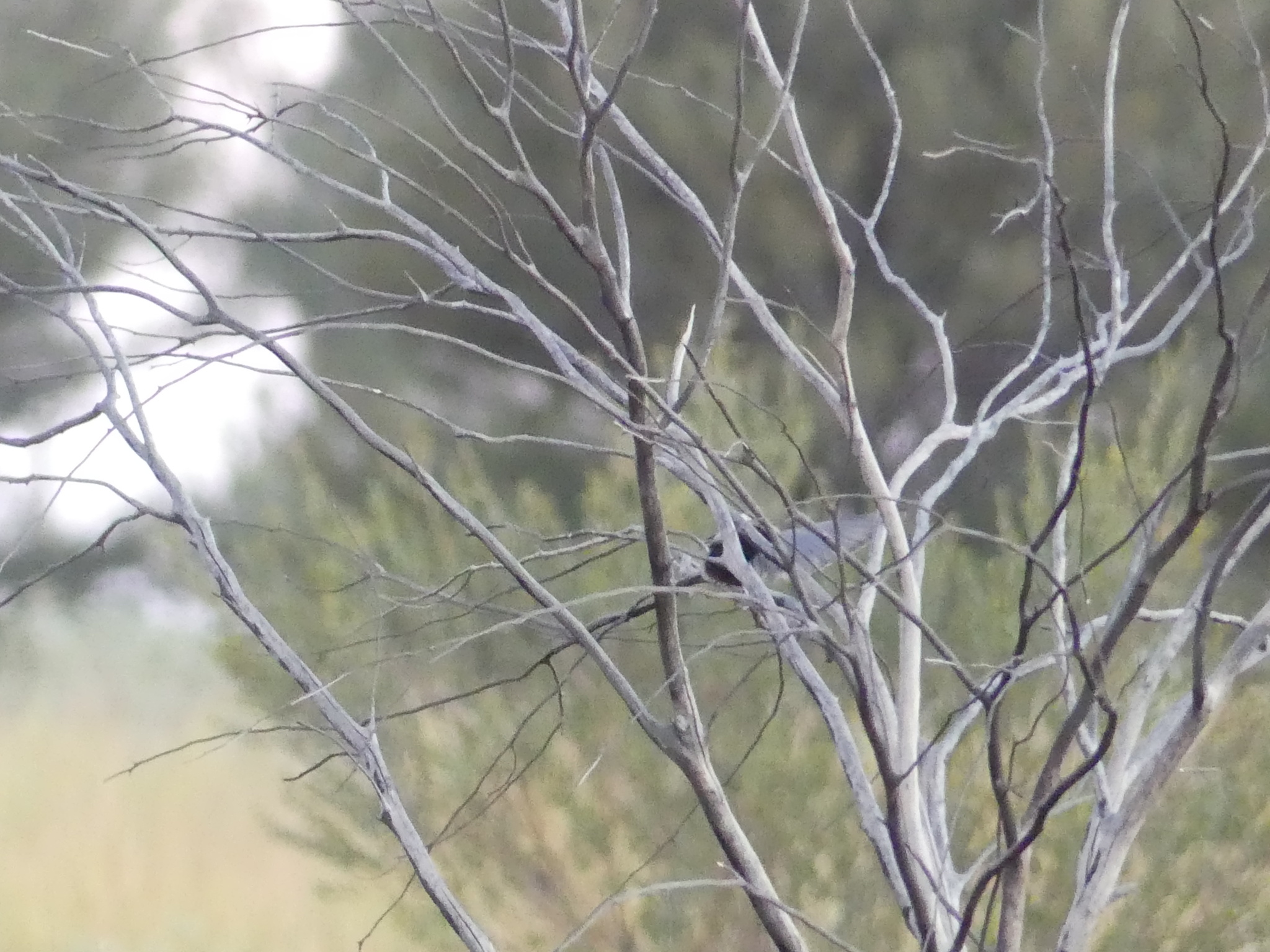 Black-faced Woodswallow (Artamus cinereus), photo 4