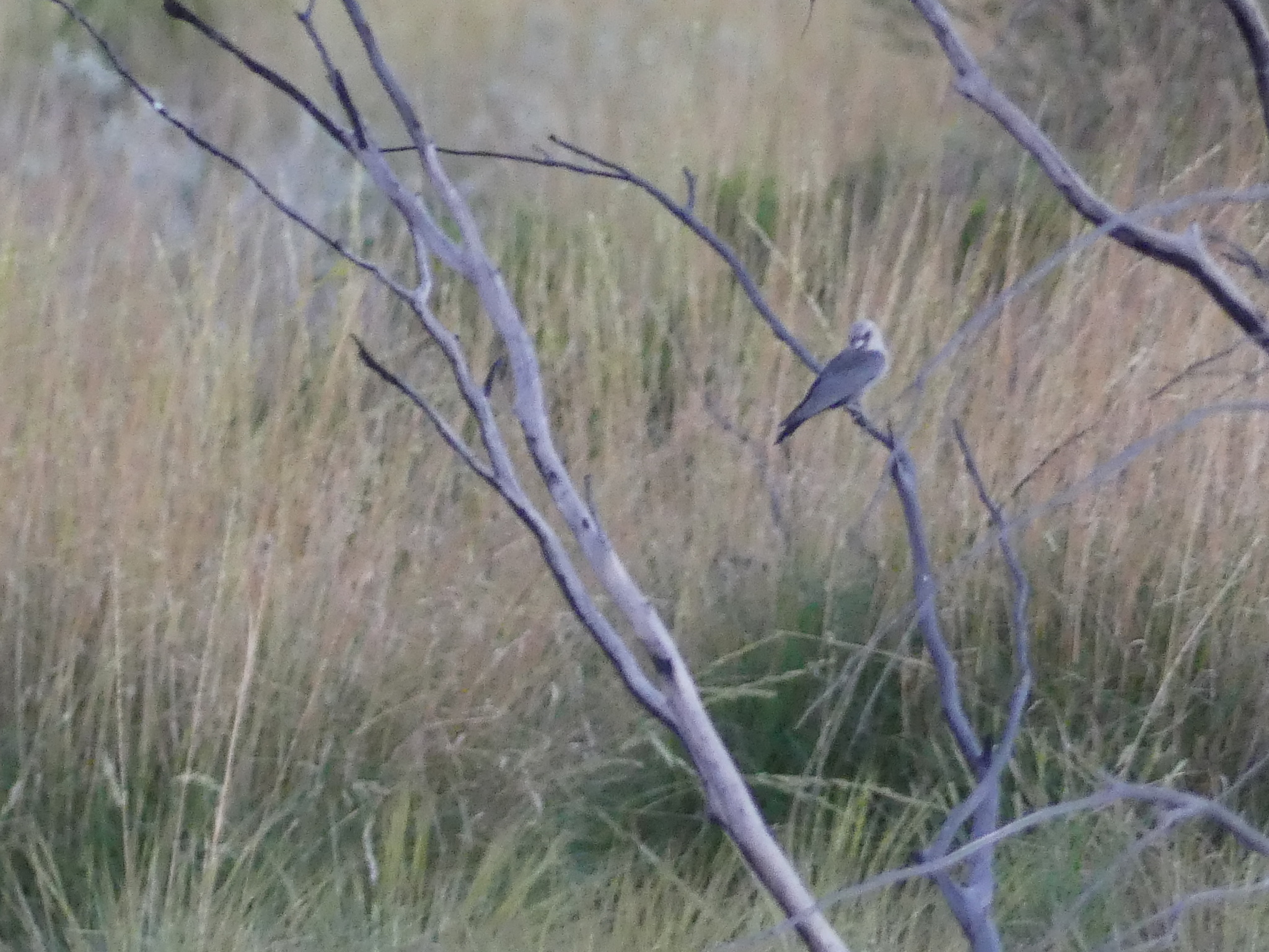 Black-faced Woodswallow (Artamus cinereus), photo 5