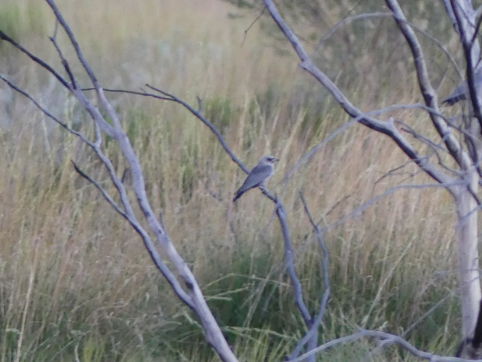 Black-faced Woodswallow (Artamus cinereus), photo 6