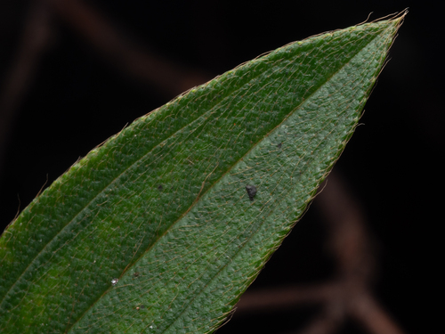 Melastoma tetramerum iNat (3)