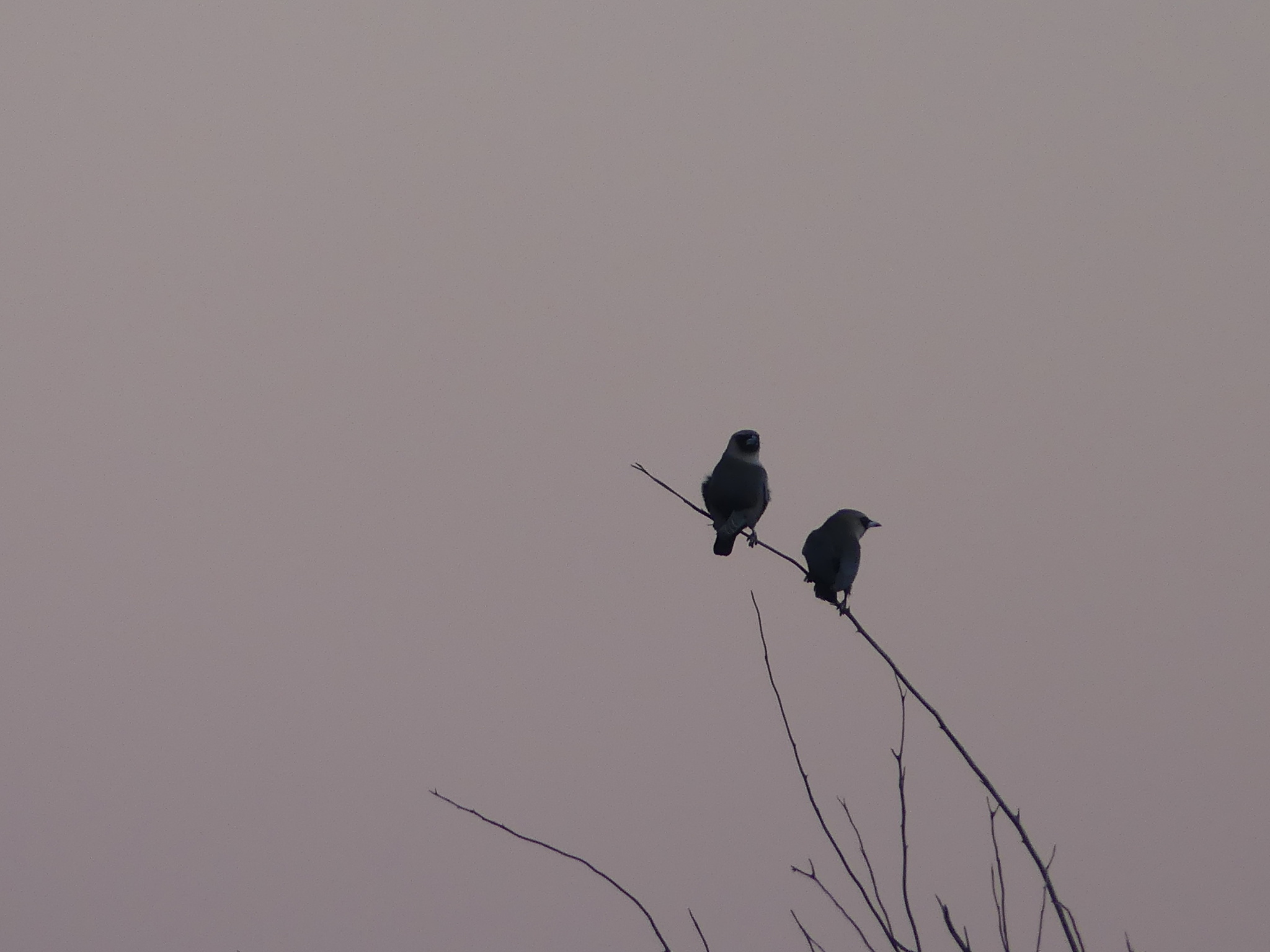 Black-faced Woodswallow (Artamus cinereus), photo 7