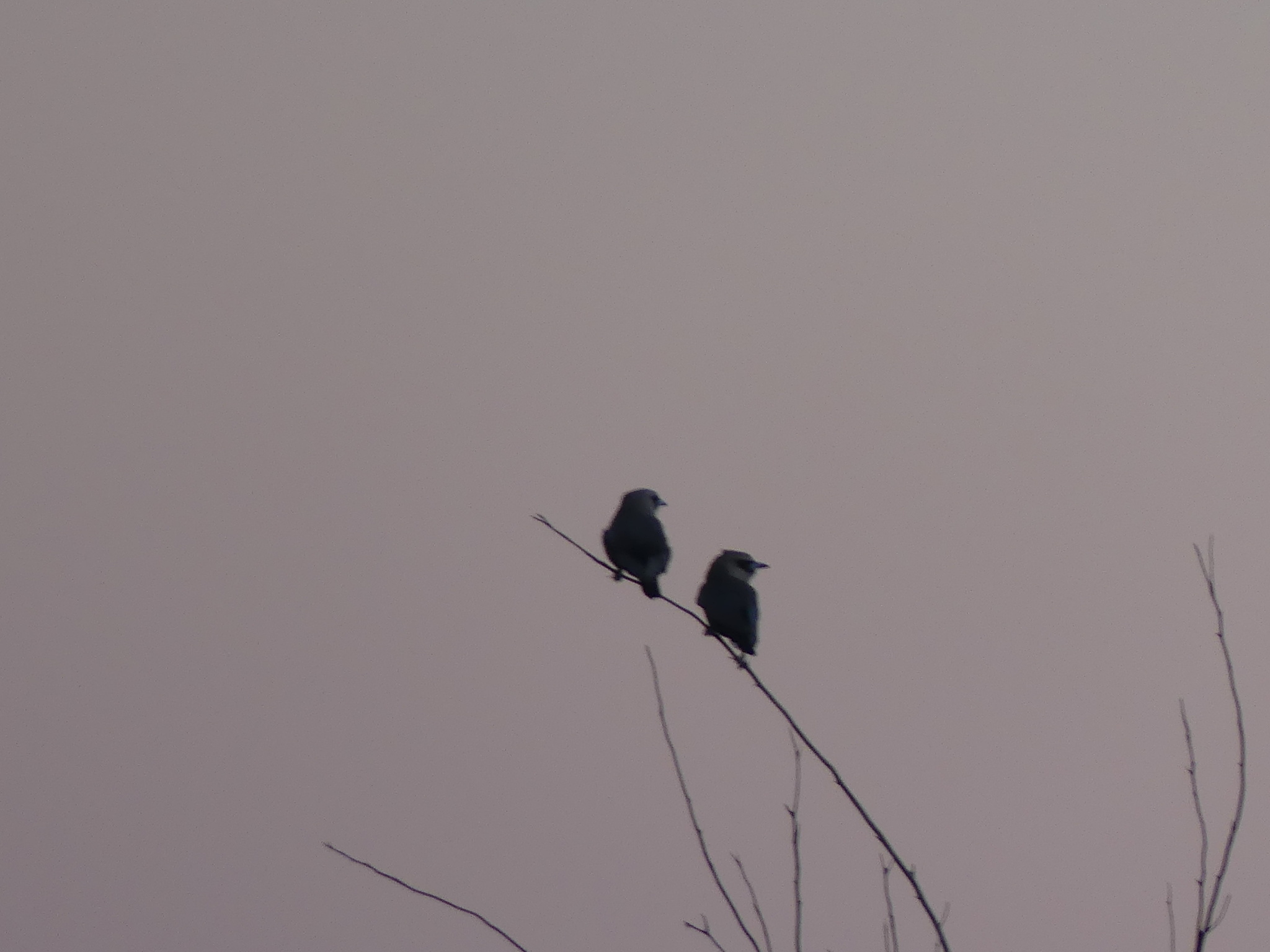 Black-faced Woodswallow (Artamus cinereus), photo 8