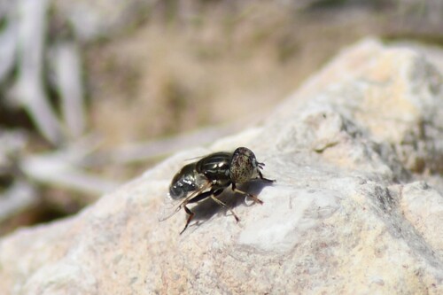 Common Lagoon Fly