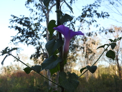 Ipomoea crinicalyx