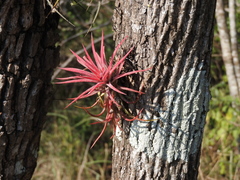 Tillandsia ionantha