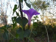 Ipomoea crinicalyx