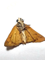 Hylephila phyleus