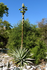 Agave moranii