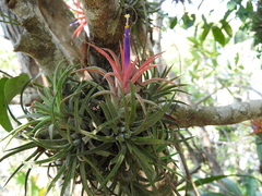 Tillandsia ionantha