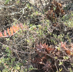 Astroloba rubriflora