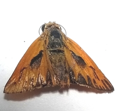 Hylephila phyleus