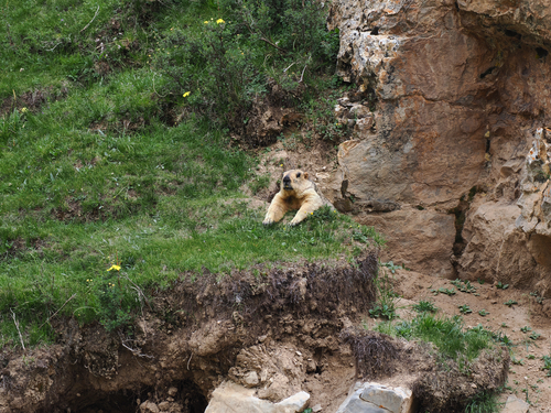 Himalayan Marmot