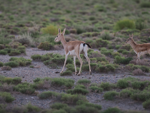 Yarkand gazelle