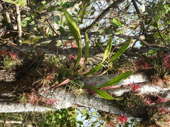 Encyclia