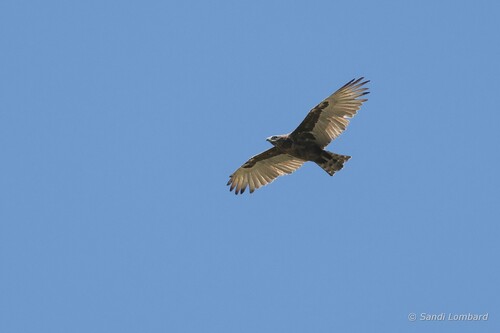 Brown Snake-Eagle