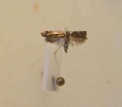 Chrysorthenches drosochalca