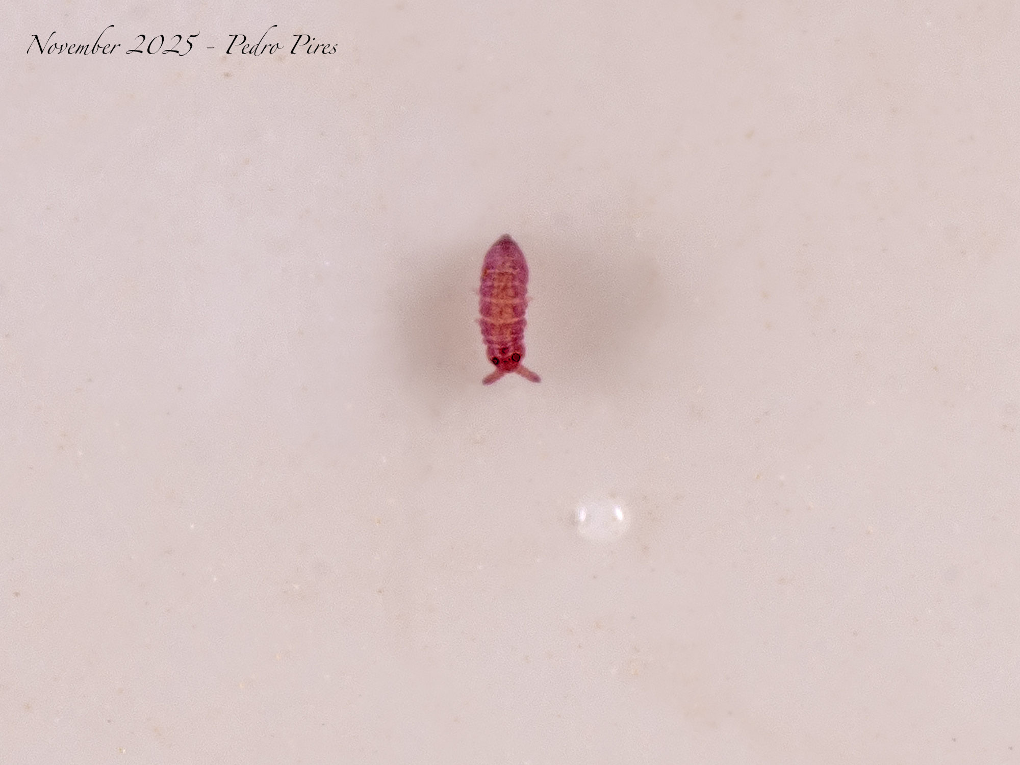 Brachystomella parvula (Schäffer, 1896)