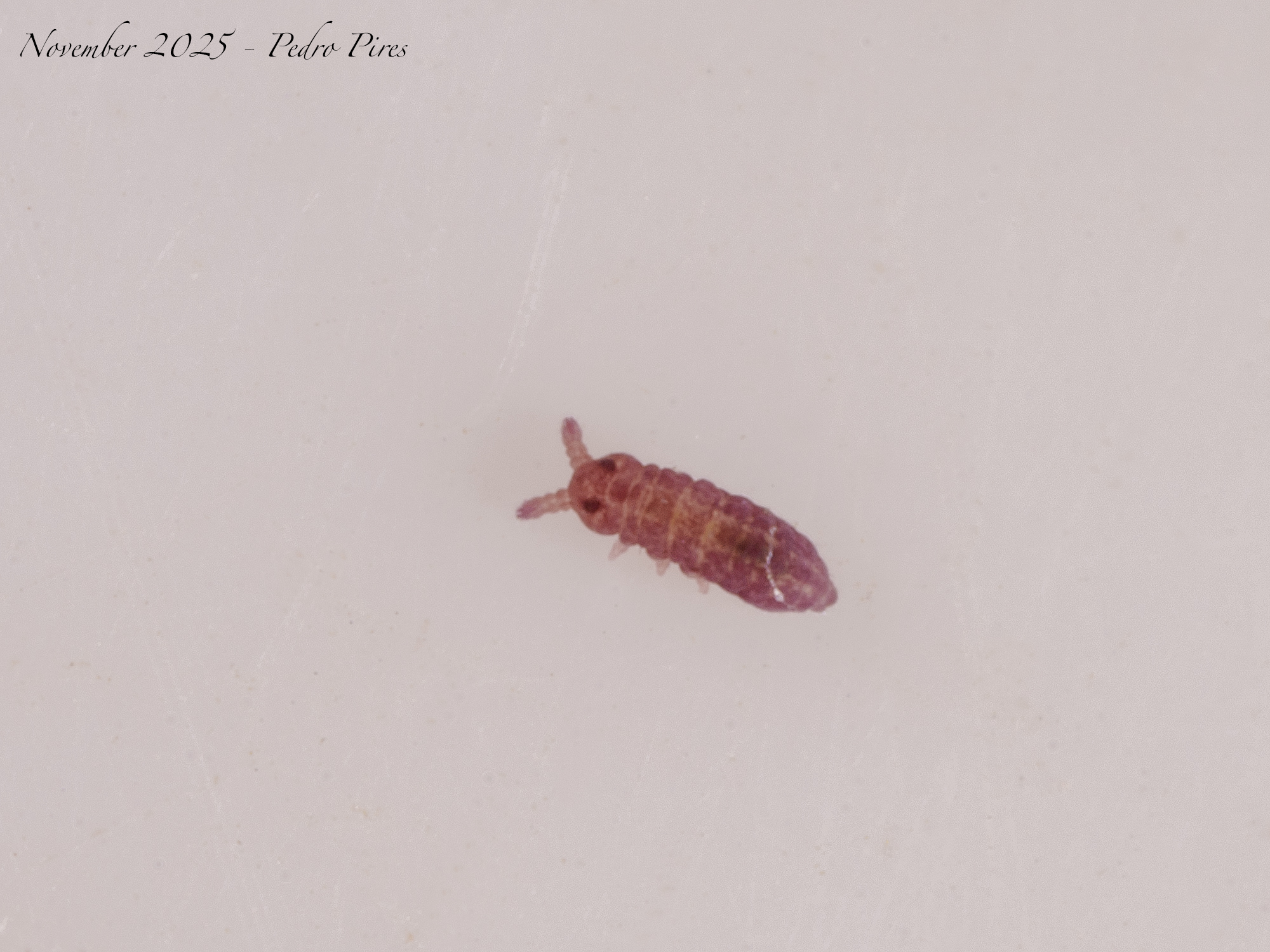 Brachystomella parvula (Schäffer, 1896)