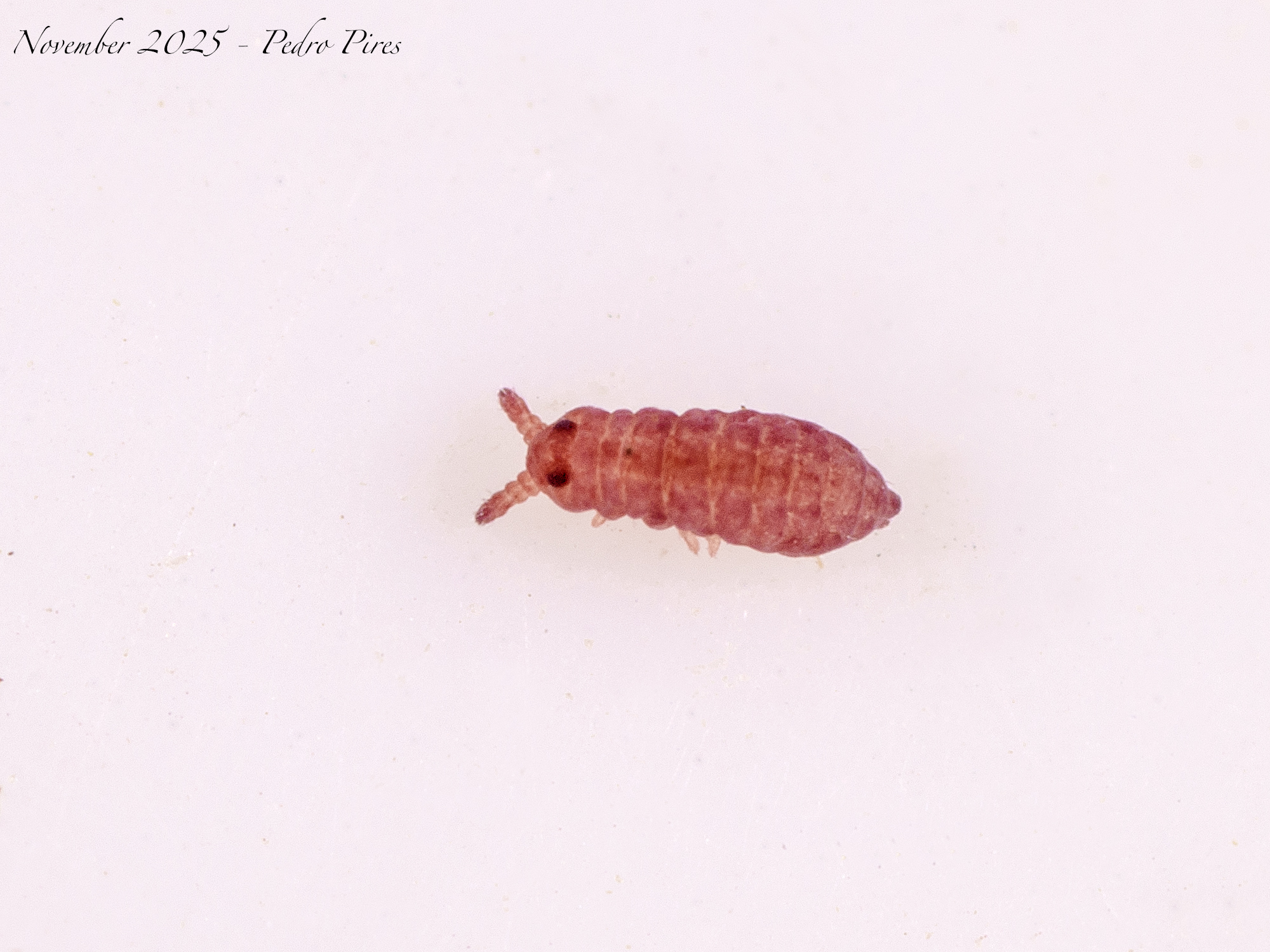 Brachystomella parvula (Schäffer, 1896)