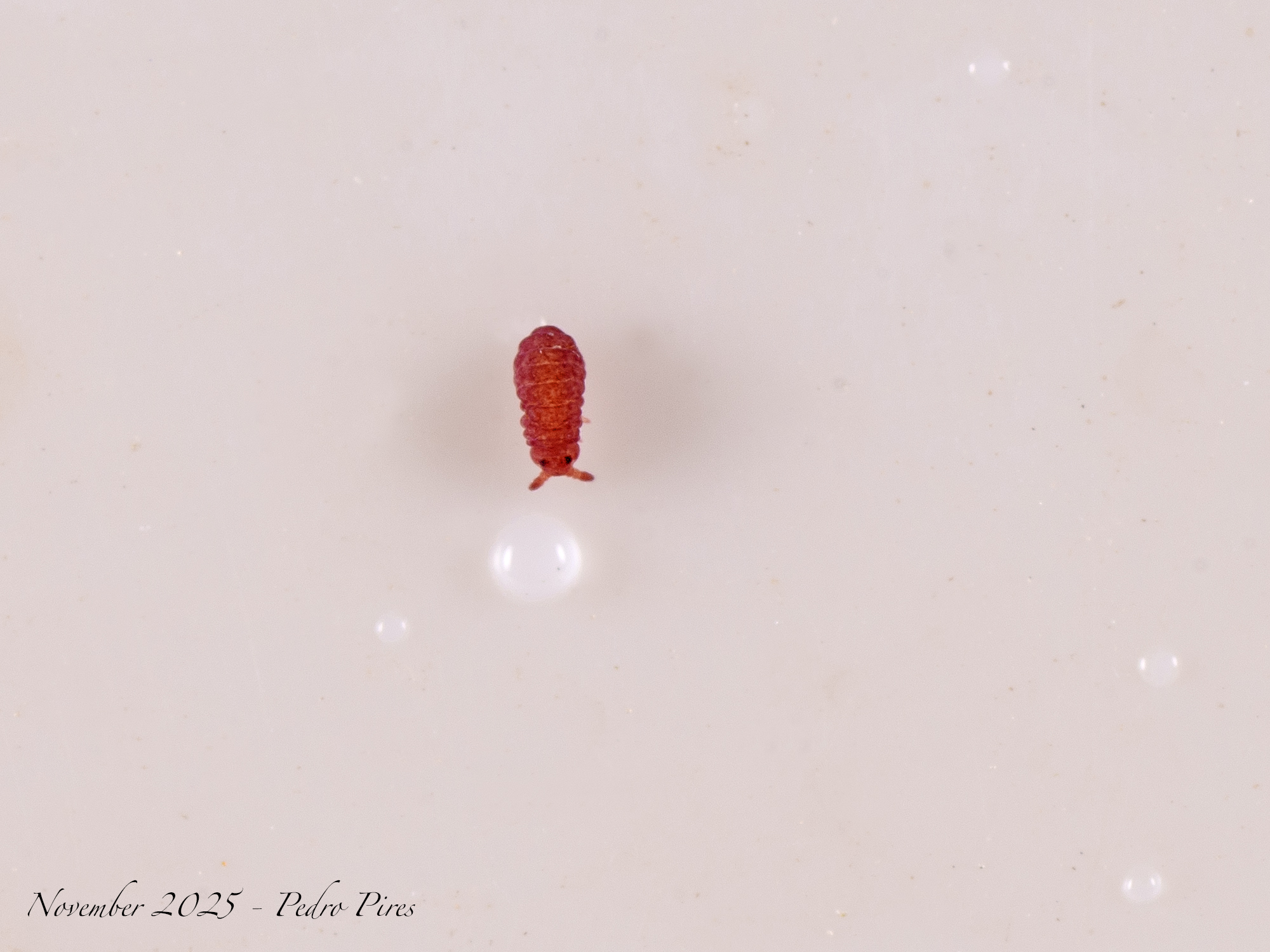 Brachystomella parvula (Schäffer, 1896)