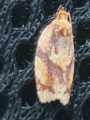 Argyrotaenia amatana